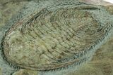 Lower Cambrian Trilobite (Neltneria) With Partials - Morocco #363265-2